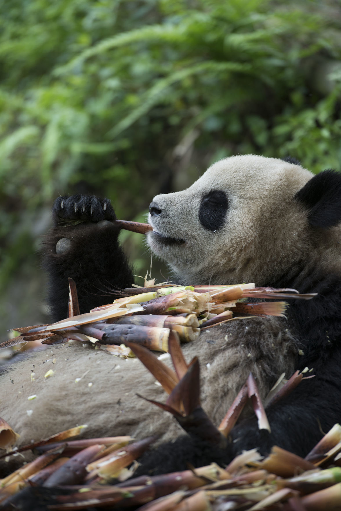 Pandas